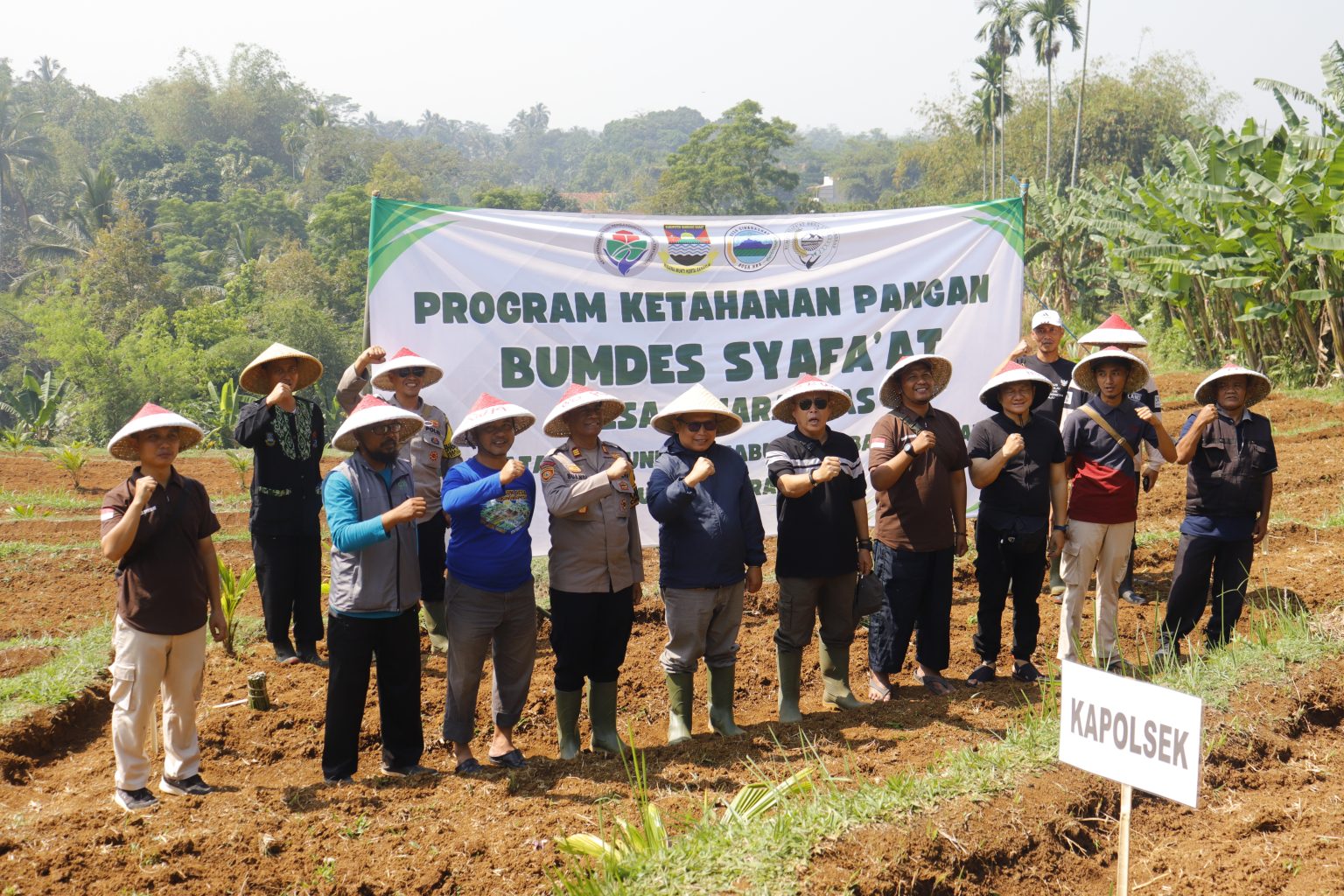 Inovasi Ketahanan Pangan, Desa Ciharashas Tanam Katuk yang Memiliki Prospek Bisnis dan Prospek Kesehatan